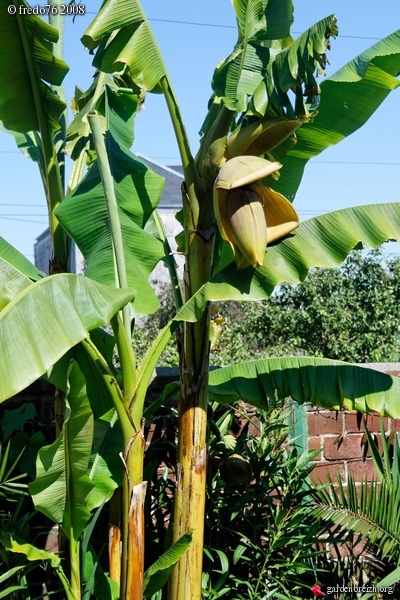 inflorescence basjoo2008.jpg