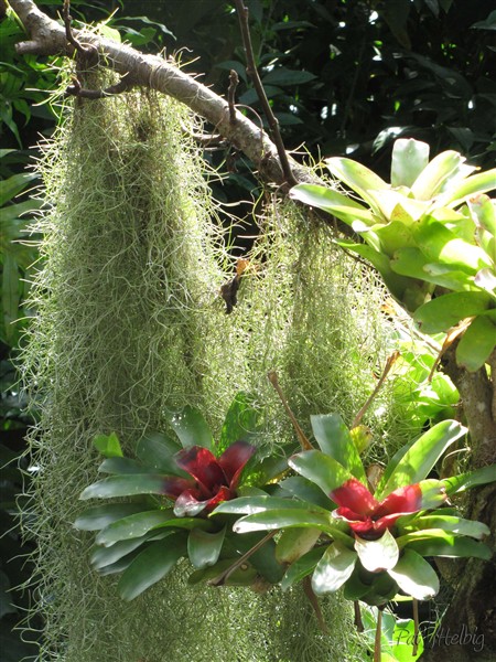 Bromeliacées.jpg