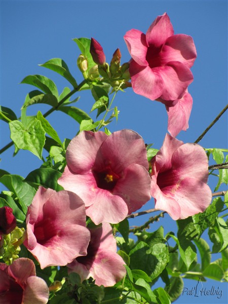 L'allamanda lie de vin (Allamanda violacea).jpg