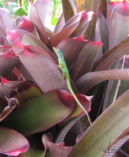 L'anolis va boire dans le calice des bromeliacées.jpg