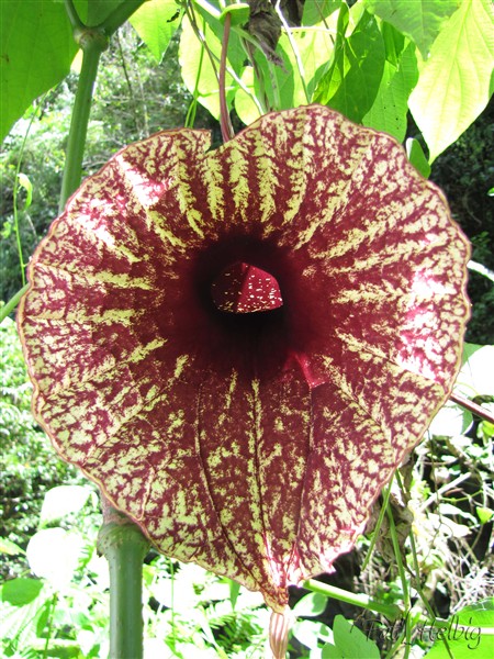 L'Aristolochia  grandiflora (carnivore) sent très mauvais!.jpg