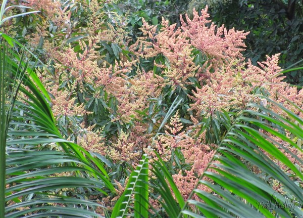 La floraison du manguier (Mangifera indica).jpg