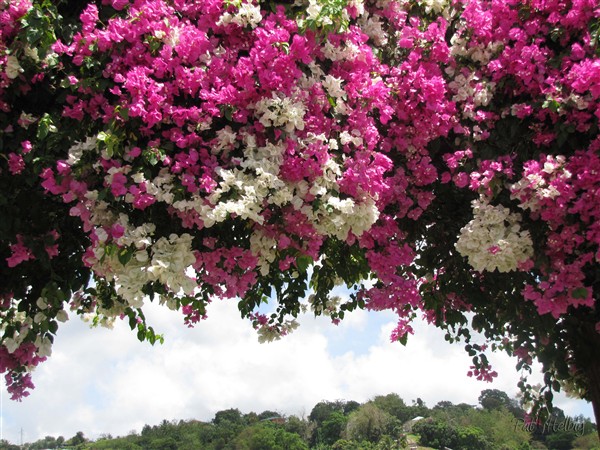 L'arche de bougainvillées.jpg