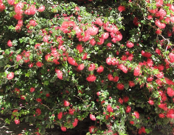 Le calliandra réservé aux colibris huppés et aux sucriers!.jpg