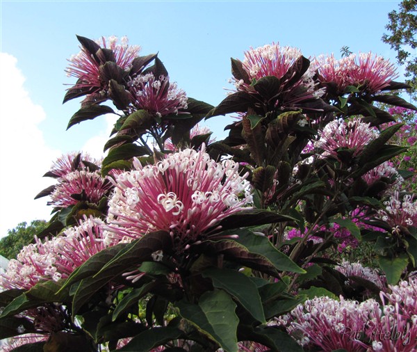 Le Clerodendron quadriloculare merveilleux mais très envahissant(drageonne).jpg