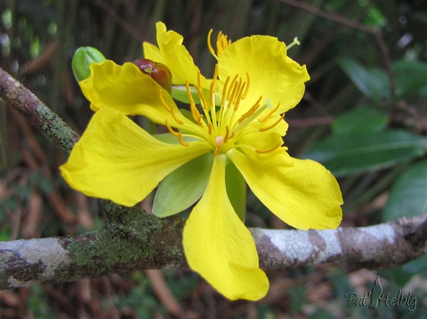 La fleur jaune du buisson de Mickey Mouse! l'Ochna serrulata.jpg