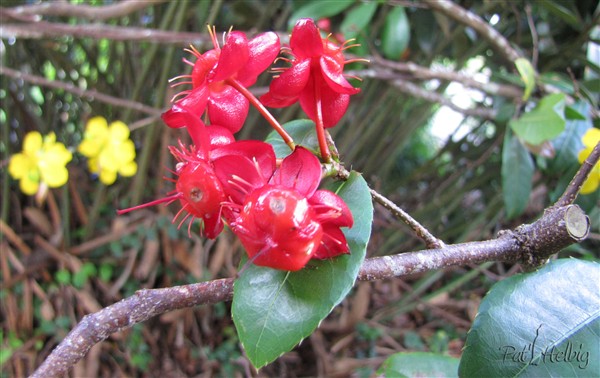 La fleur jaune de l'Ochna serrulata  est tombée, le fruit se forme.jpg