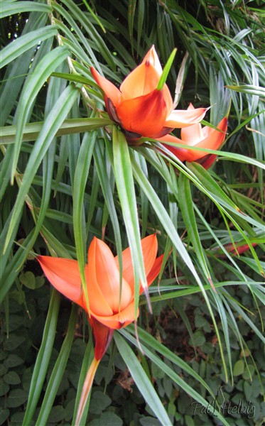 Fleur de Freycinetia multiflora 3.jpg