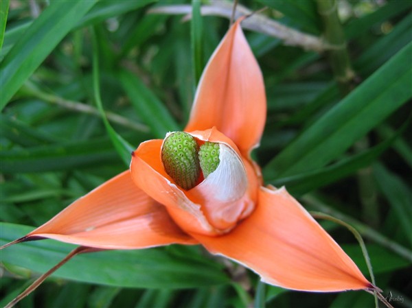 Fleur de Freycinetia multiflora 2.jpg