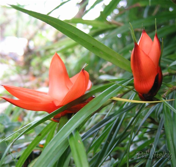 Fleur de Freycinetia multiflora 1.jpg