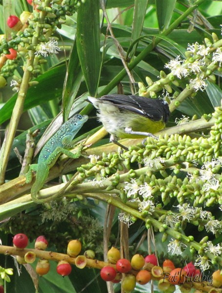 Anolis et sucrier friands du nectar du Ptychosperma microcarpum!.jpg