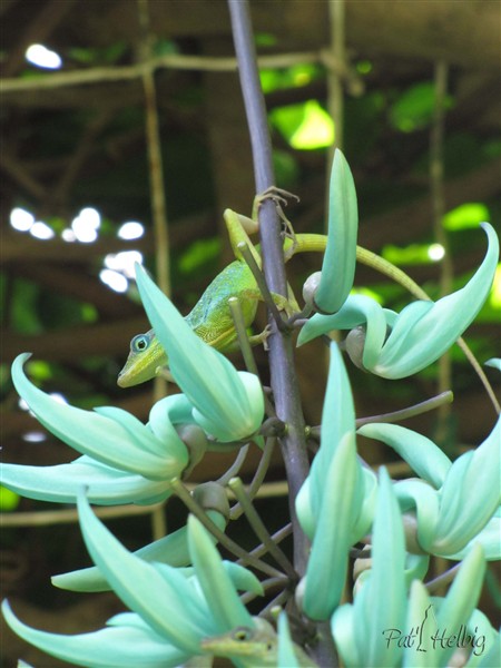 L'anolis fou du nectar des fleurs de jade (Stongylodon macrobotrys).jpg