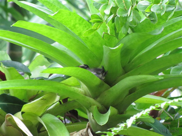 2-La salle de bain dans une Bromeliacée!.jpg