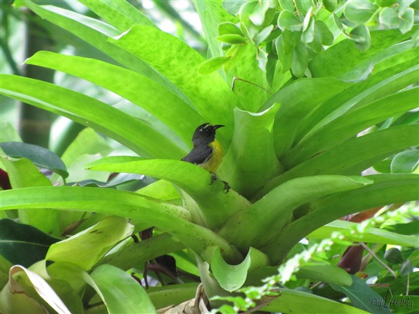 1-La salle de bain dans une Bromeliacée!.jpg