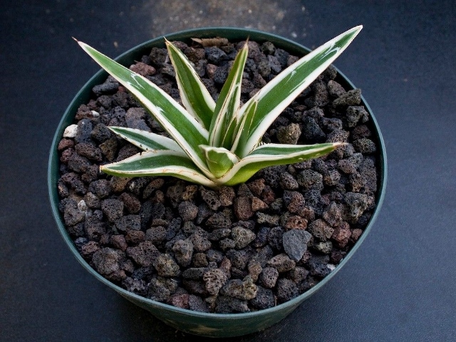 v.r. white variegata1 (640x480).jpg