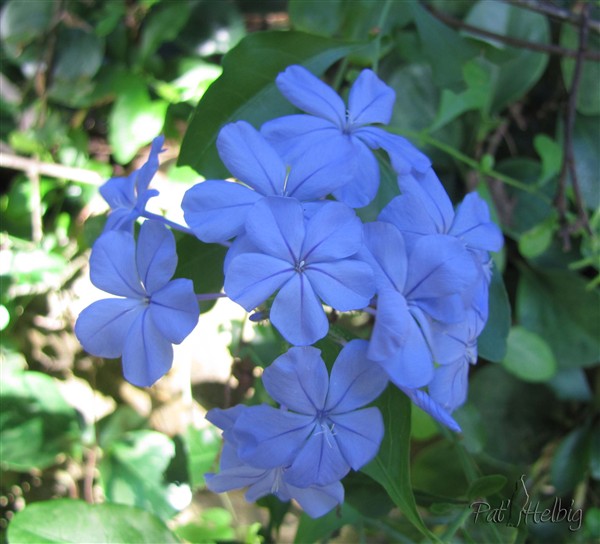 Le Plumbago auriculata bleu impérial.jpg