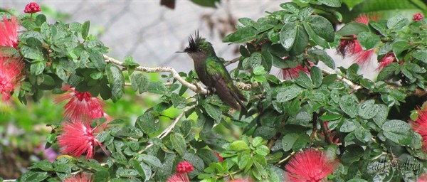 Le colibri huppé (moins de 4 grammes) 4.jpg