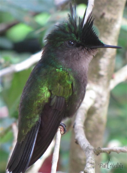 Le colibri huppé (moins de 4 grammes) 3.jpg