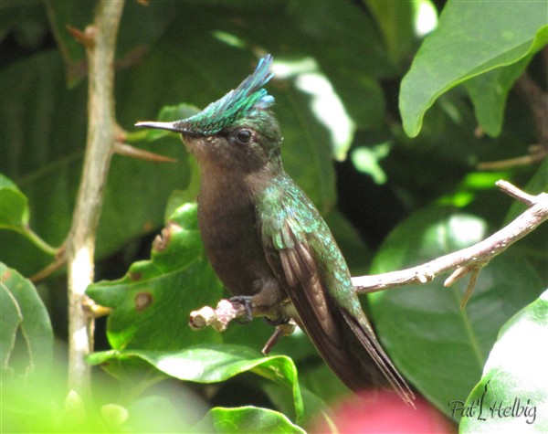 Le colibri huppé (moins de 4 grammes) 2.jpg