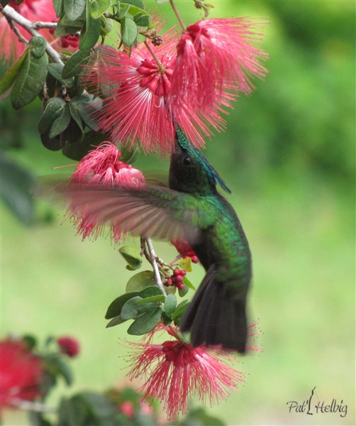 Le colibri huppé (moins de 4 grammes) 1.jpg