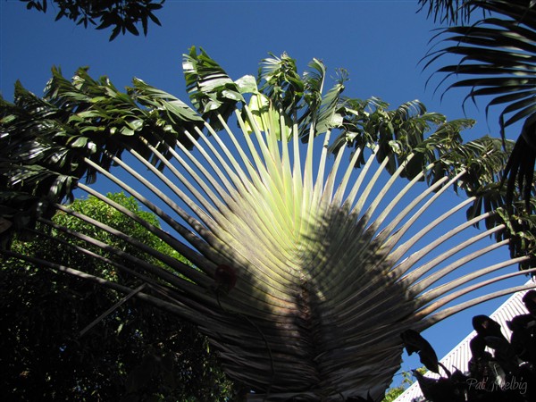 L'arbre du voyageur (Ravenala madagascariensis).jpg