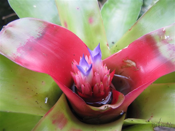 L'inflorescence de cette Bromeliacée,un réservoir pour les oiseaux et les anolis.jpg