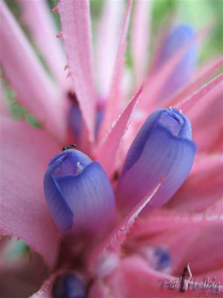 L'inflorescence de cette Bromeliacée la beauté à l'état pur!.jpg