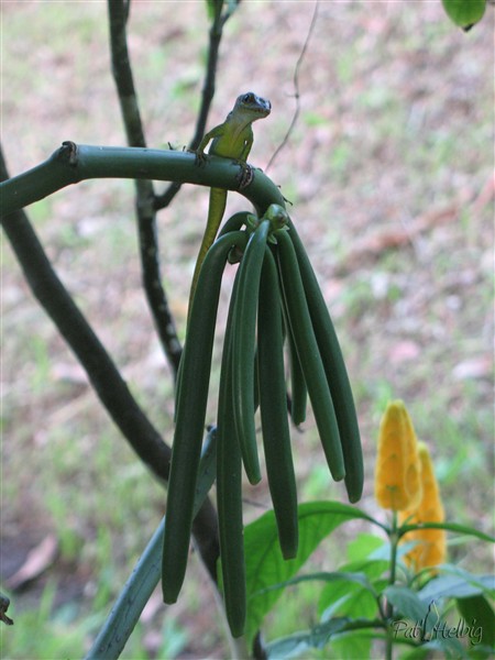 Vanille-Le symphatique anolis est partout!.jpg