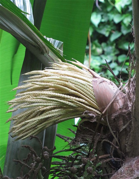 Le Pelagodoxa henryana-l'inflorescence.jpg