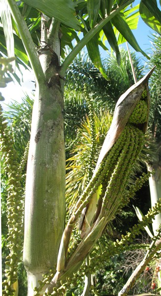 La naissance de l'inflorescence du Ptychosperma macarthury.jpg