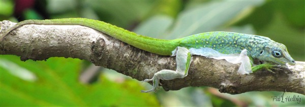 La mue de l'anolis;Il ingurgite sa peau en se déshabillant!.jpg