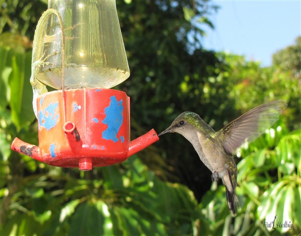 Le pdm des oiseaux en même temps que le mien! (de l'eau et du sucre de canne) 3.jpg