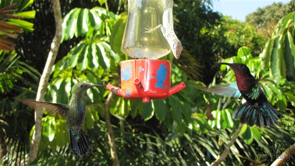 Le pdm des oiseaux en même temps que le mien! (de l'eau et du sucre de canne) 2.jpg