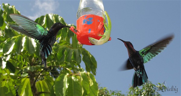 Le pdm des oiseaux en même temps que le mien! (de l'eau et du sucre de canne) 1.jpg