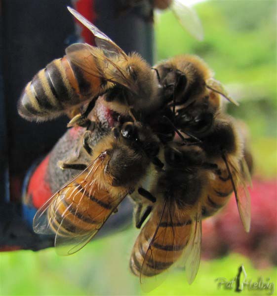 L'abreuvoir-à certaines époques les abeilles font concurrence aux colibris et aux sucriers!.jpg