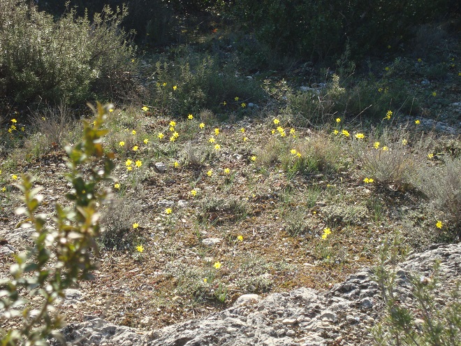 Mini iris sur veine rocheuse