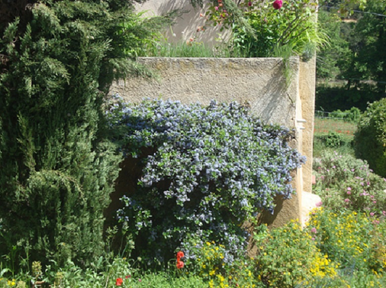 Cascade de Céanothes