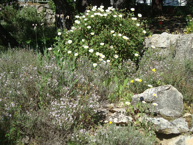 Cascade de Cystes