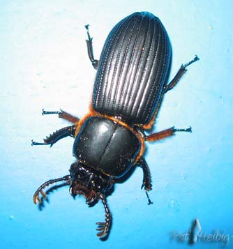 Un scarabé géant attiré le soir par la lumière de la véranda.jpg