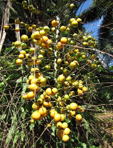 Les fruits du Butia capitata très bons mais acides sur les plombages!!.jpg