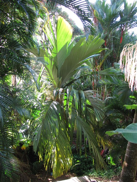 Le Pelagodoxa henryana bien protégé de l'alizé par le Dypsis lutescens et le pied dans la ravine!.jpg