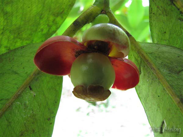 La naissance du fruit du mangoustanier (Garcinia mangostana) peu commun à la Martinique!Un délice!!.jpg