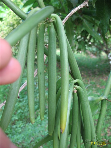 Vanille-5- récolte des gousses 7 mois après avant le jaunissement et l'ouverture!(gousse déhiscente de Vanilla fragans).jpg