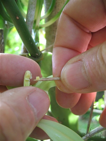 Vanille-3- La pollinisation de la vanille chaque matin matin à l'aube durant la floraison.jpg