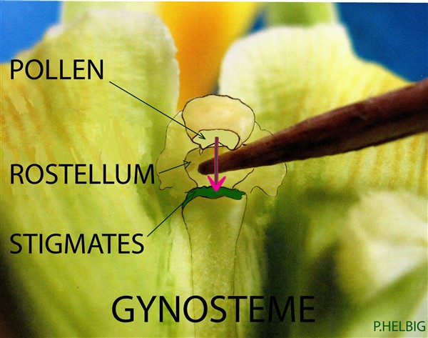 Vanille-2 la pollinisation est manuelle sans l'abeille pollinisatrice  qui est endémique de l'Amérique centrale!.jpg