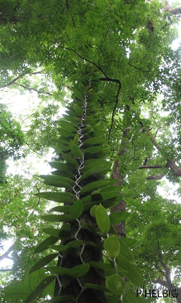 La vanille qui est une orchidée peut s'élancer à plus de 10 mètres sur les arbres à l'état naturel.jpg