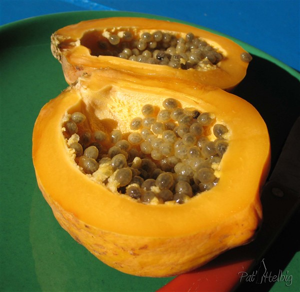 Papayer-2- Rafraîchissante la  papaye en dessert et délicieuse en gratin!Le papayer est hélas très sensible aux maladies.jpg