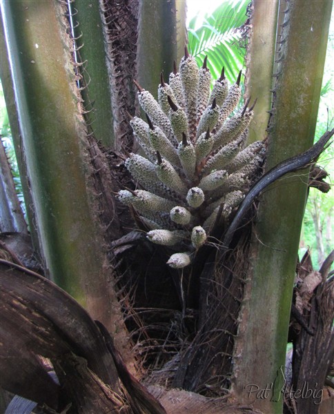 Le palmier à huile cause de polémiques malgrè lui! (Elaeis guinensis) et son inflorescence.jpg