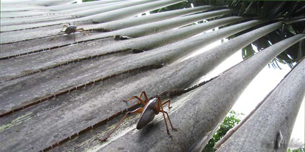 2-Le cabri-bois adore loger au creux des bases foliaires de l'arbre du voyageur qui se trouve à côté de ma chambre!!.jpg