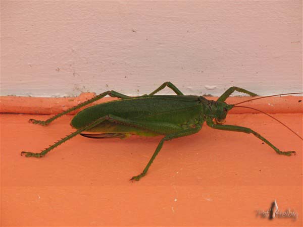 1-Le cabri-bois,grosse saurerelle,sort la nuit et émet le bêlement d'un cabri; assoudissant surtout lorsqu'il est en confrérie!!.jpg